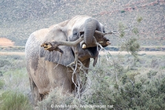 African Bush Elephant 022