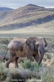 African Bush Elephant 025