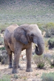 African Bush Elephant 030