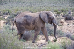 African Bush Elephant 033
