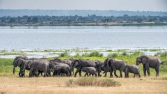 African Bush Elephant 056