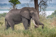 African Bush Elephant 064