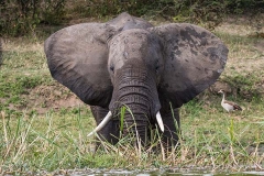 African Bush Elephant 069
