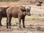 African Forest Buffalo