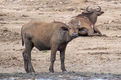African Forest Buffalo 002