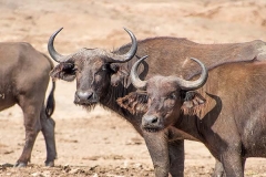 African Forest Buffalo 005