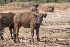 African Forest Buffalo 007