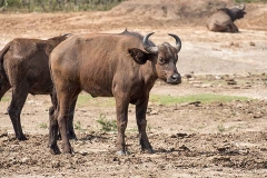 African Forest Buffalo 008