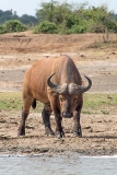 African Forest Buffalo 009
