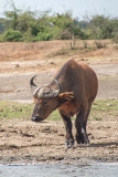 African Forest Buffalo 010