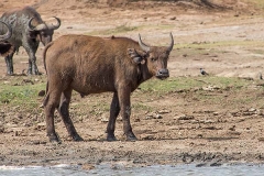 African Forest Buffalo 013