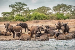 African Forest Buffalo 015