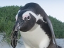 African Penguin