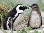 Penguins