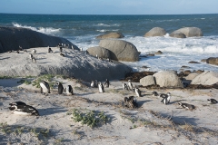 African Penguin 001
