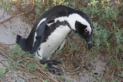 African Penguin 013