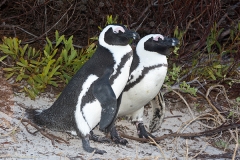 African Penguin 014