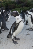 African Penguin 020