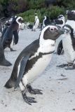 African Penguin 021