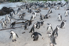 African Penguin 022