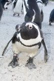 African Penguin 028