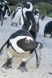 African Penguin 029