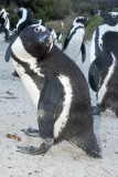 African Penguin 032