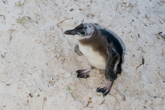 African Penguin 034