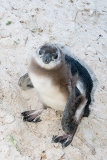 African Penguin 035
