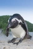 African Penguin 037