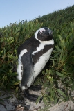 African Penguin 044