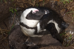 African Penguin 054