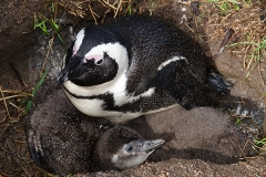 African Penguin 059