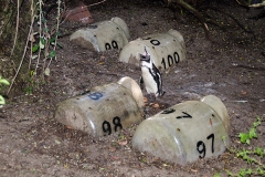 African Penguin 060