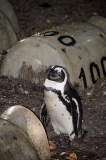 African Penguin 061