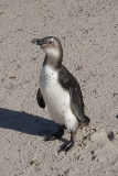 African Penguin 063