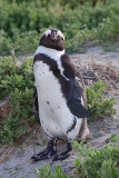 African Penguin 067