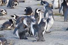 African Penguin 072