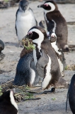 African Penguin 086