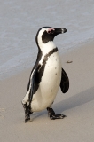 African Penguin 091