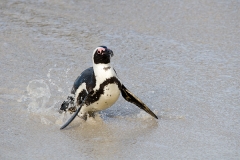 African Penguin 095