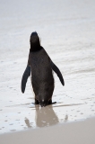 African Penguin 104