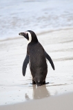 African Penguin 105