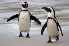 African Penguin 106