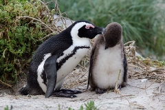 African Penguin 109