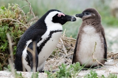African Penguin 111