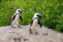 African Penguin 115