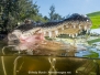 American Alligator