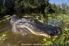 American Alligator 032