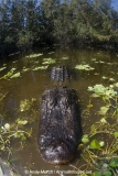 American Alligator 035